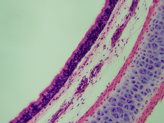 Pseudostratified Epithelium Slides - Pseudostratified Epithelium 06 100X